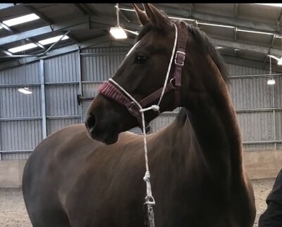Halters and Ropes
