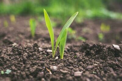 Boden- & Pflanzenhilfsstoffe