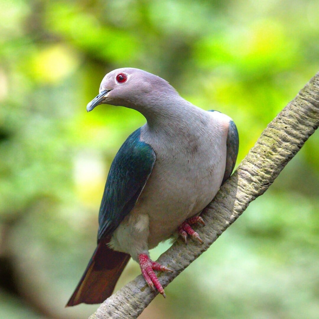 LINBEC(+)®-MSB-Trinkwasserzusatz Dove,  2,5 kg
