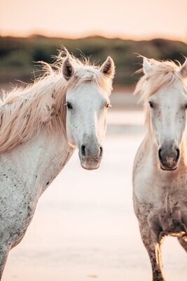LINBEC(+)®- PUR Horse - Trinkwasserzusatz für Pferde - 5 kg
