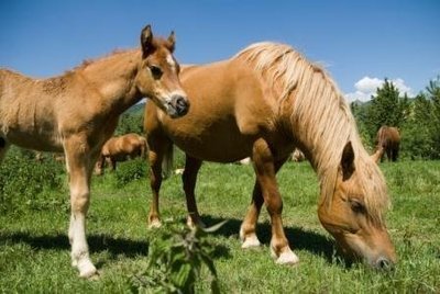 LINBEC(+)®- HorseSynBio