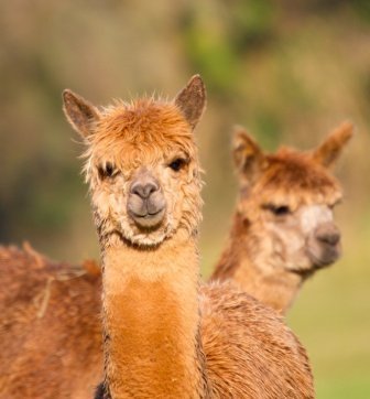 Trinkwasserzusatz für Alpaka und Lama 5 kg