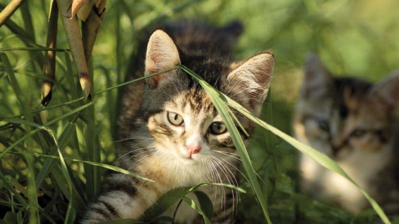 LINBEC(+)®- KRÄUTER -  Cat - Trinkwasserzusatz für Katzen - 750g