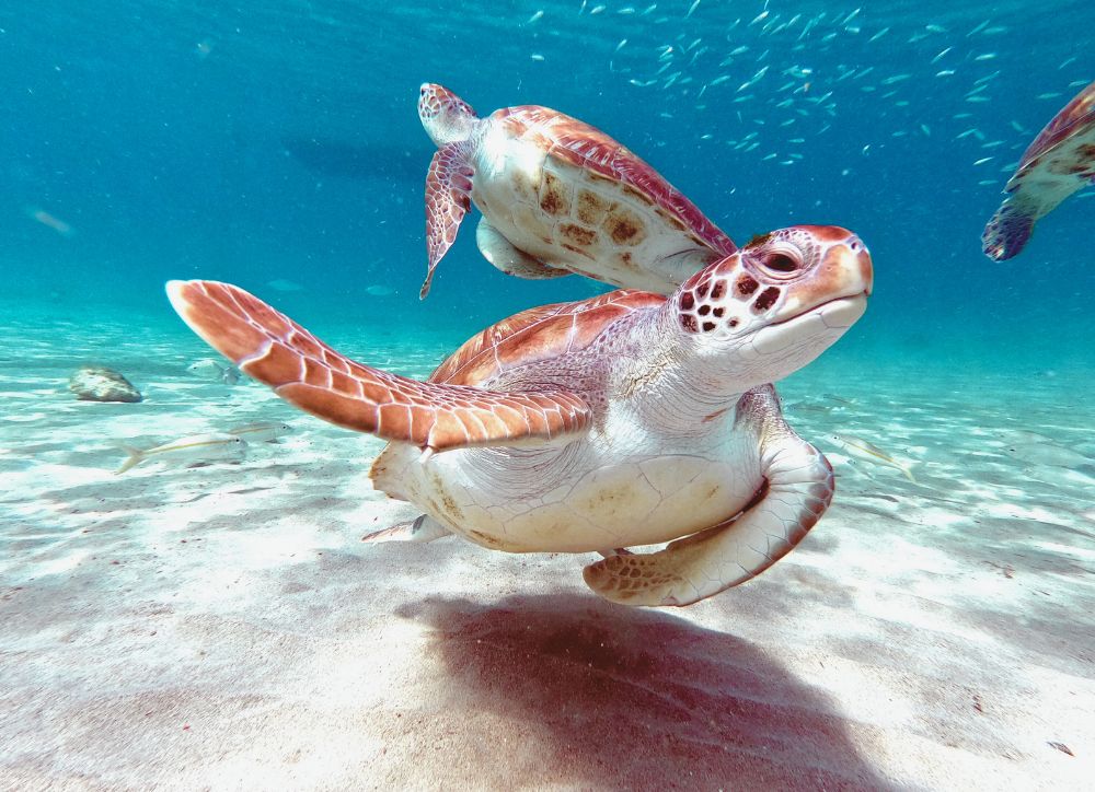 Snorkeling Tortue avec repas Tahitien