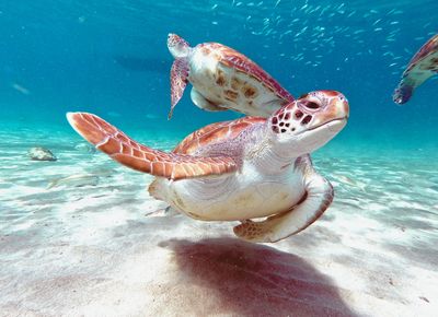Snorkeling Tortue avec repas Tahitien