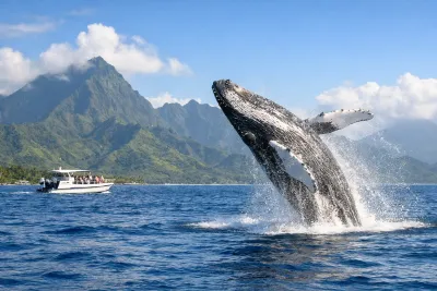 Full expérience baleines