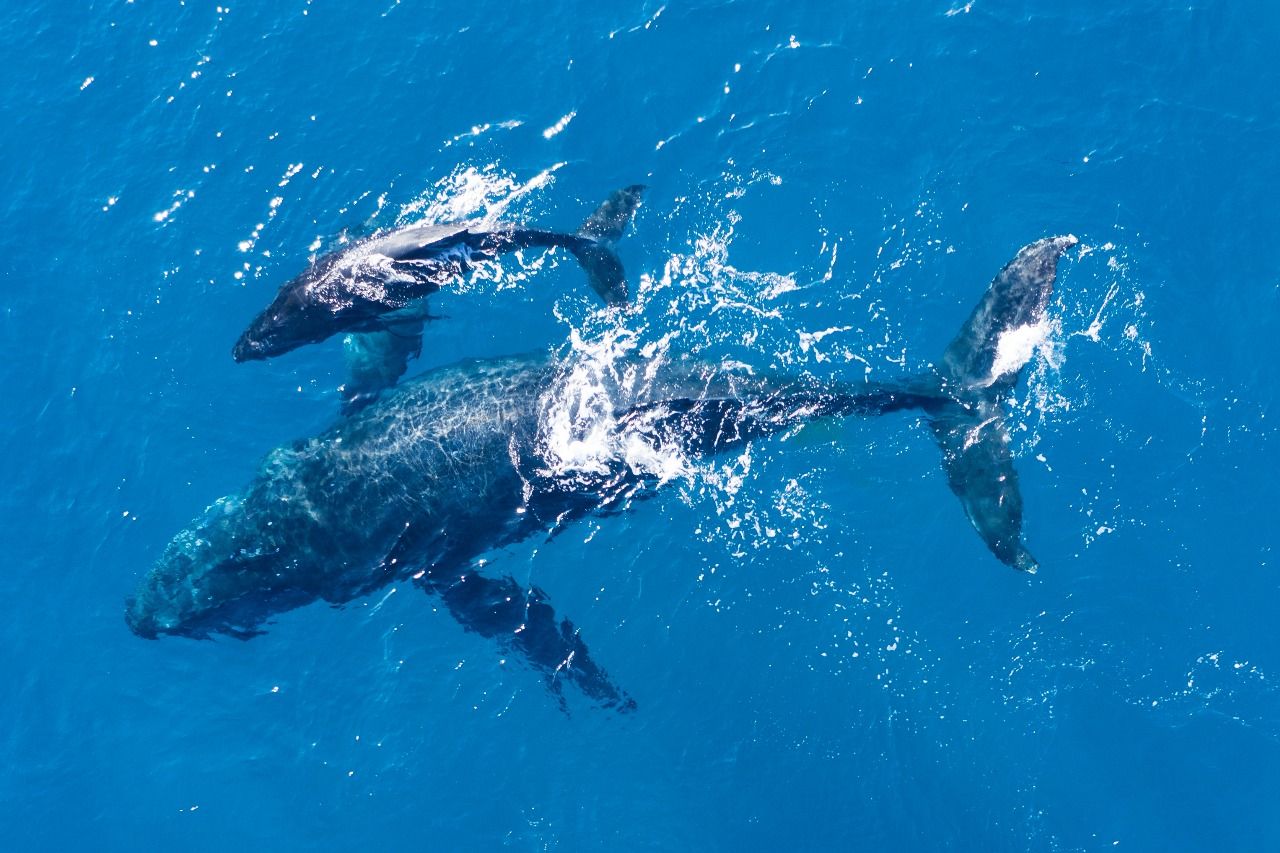 Whale Whatching -Observation des baleines