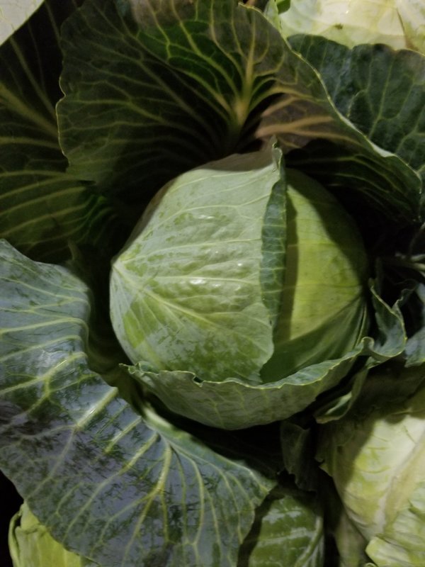 Cabbage  50 lb. Box