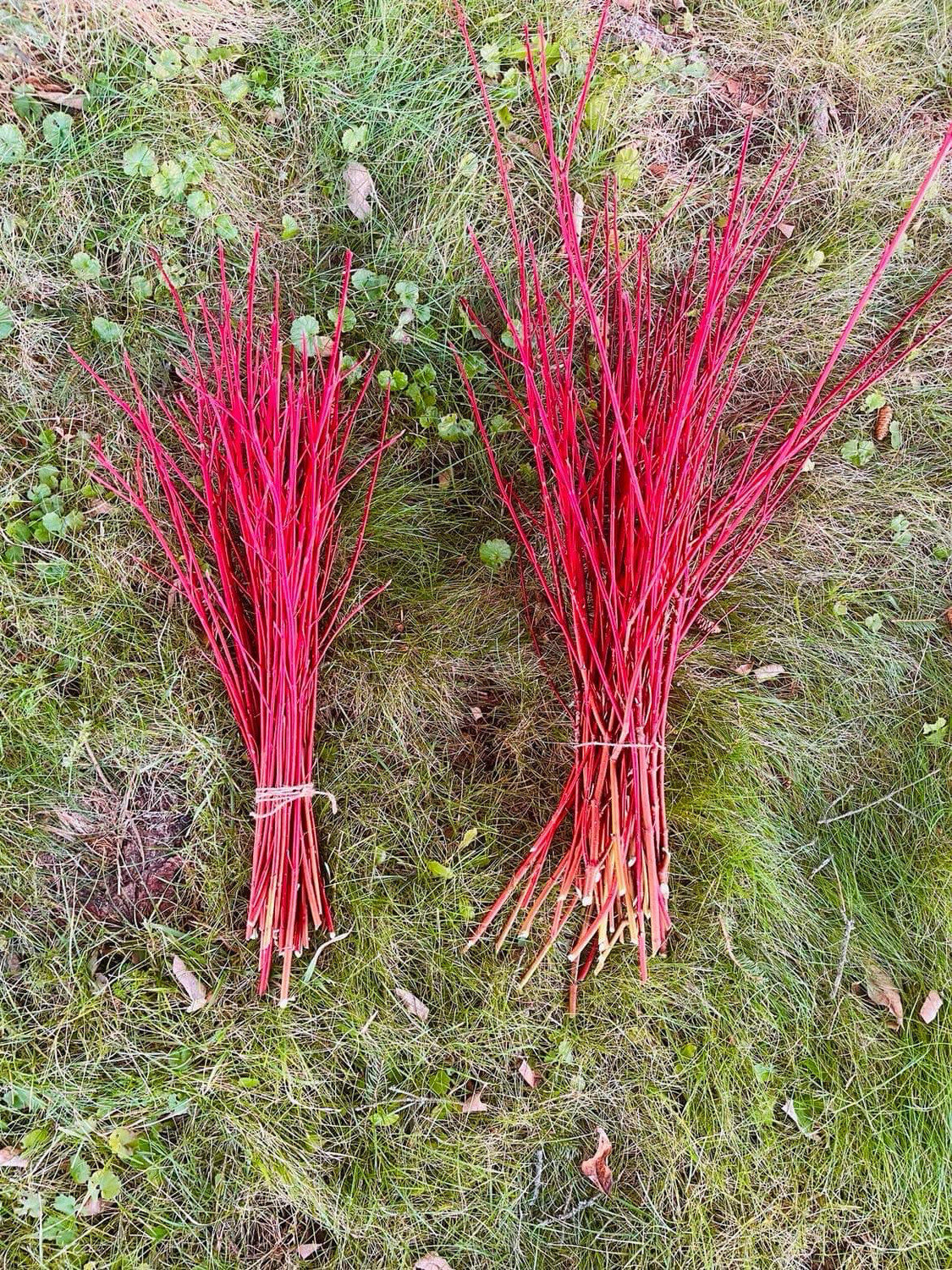 Red Willow Bundle