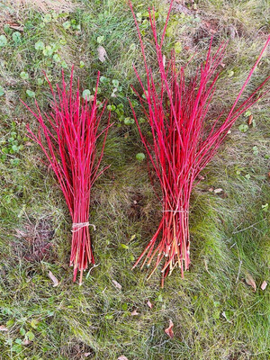 Red Willow Bundle