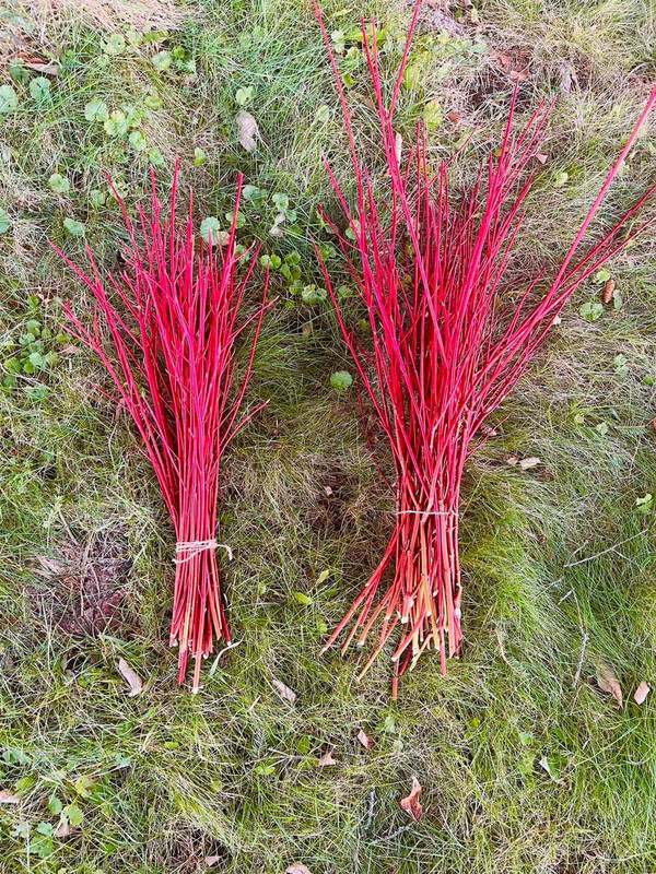 Red Willow Bundle