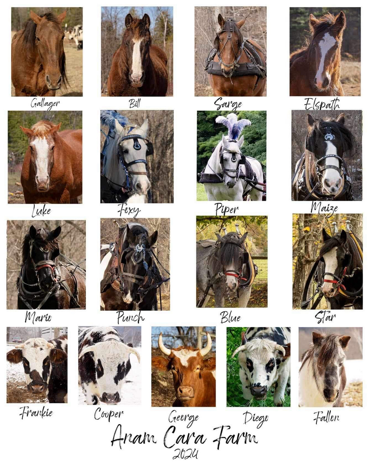 Anam Cara Herd