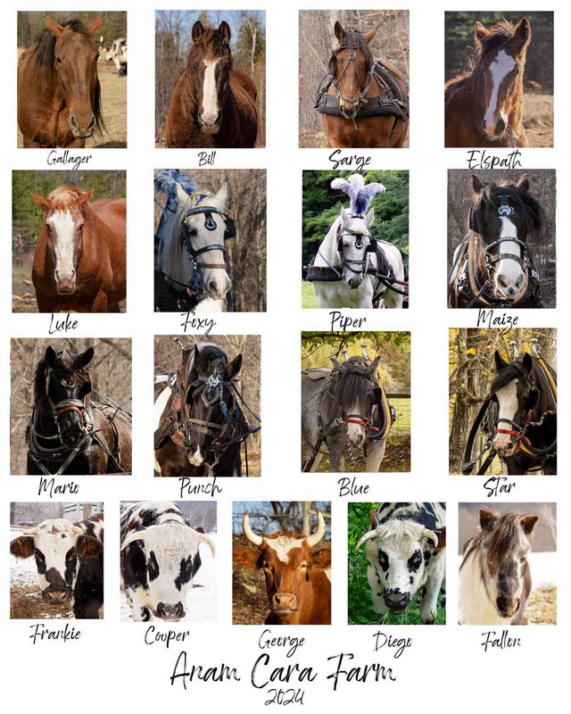 Anam Cara Herd