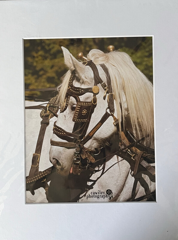 Piper 1 print