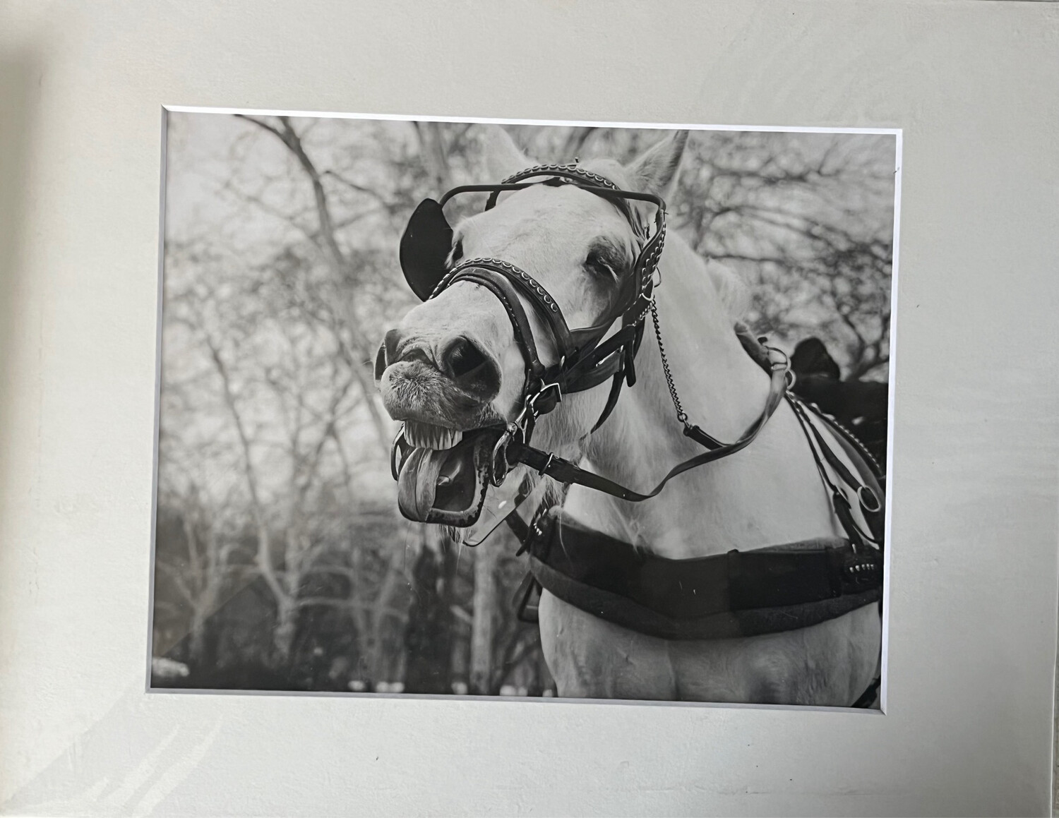 NYC Carriage Horse 1 black and white print