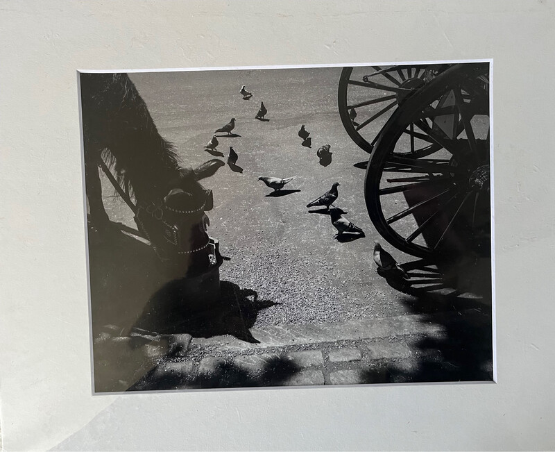 NYC Carriage Horse 11 with pigeons print