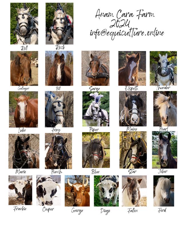 Anam Cara Herd Print