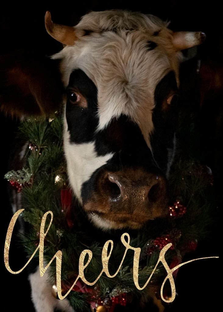 Frankie Christmas card