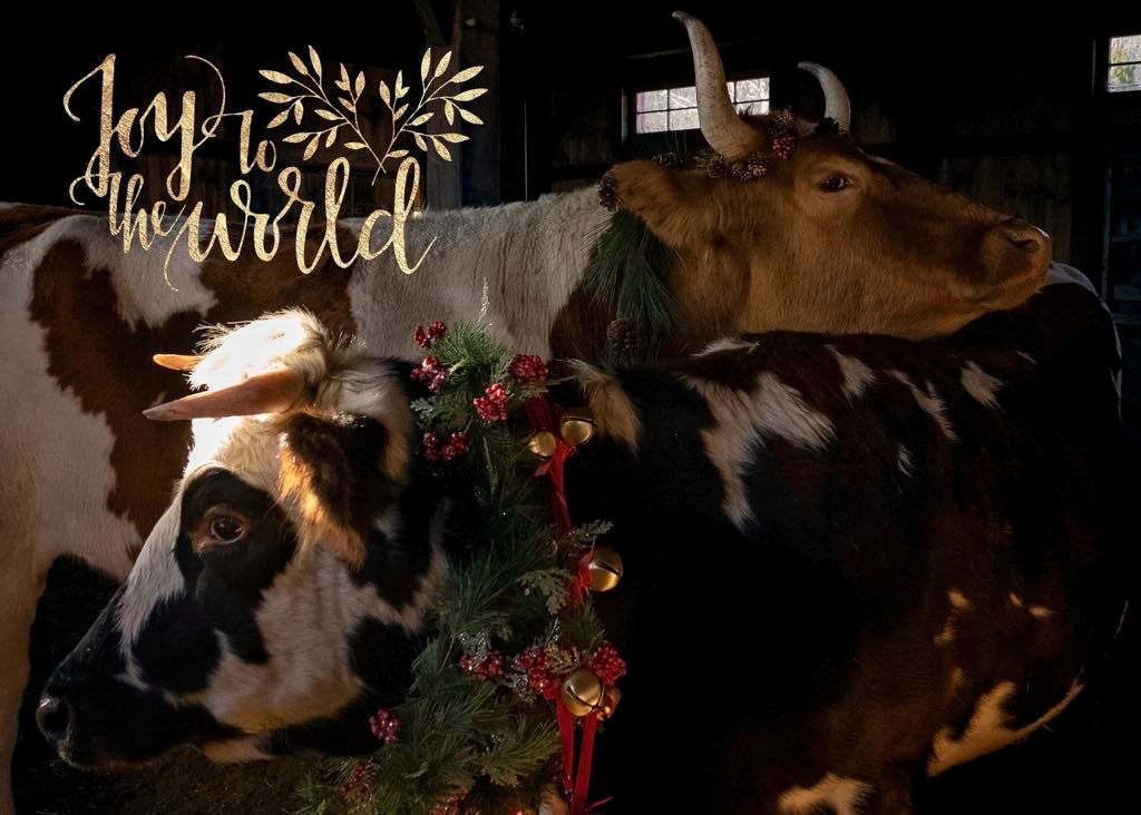 Bovine Joy