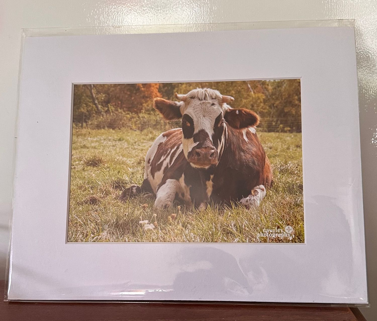 Frankie print