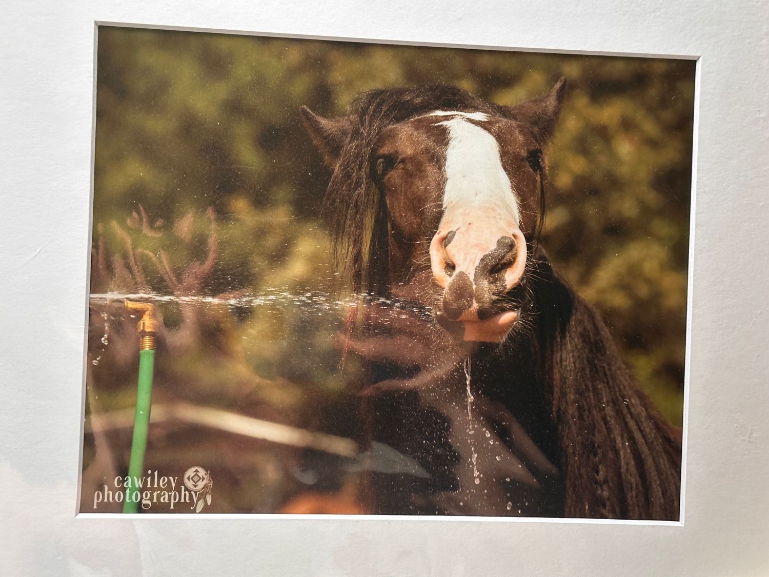 Maize with hose print