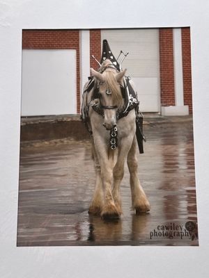 Foxy in parade harness print