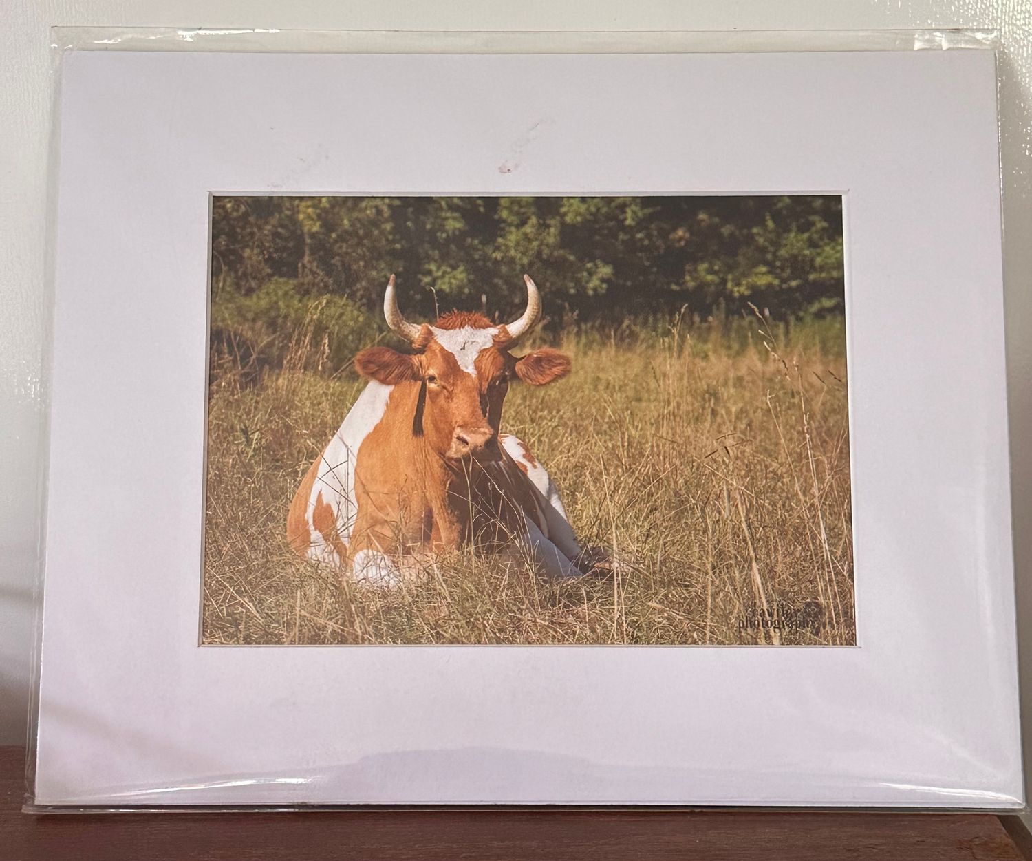 Curious George in field print 4 x 6