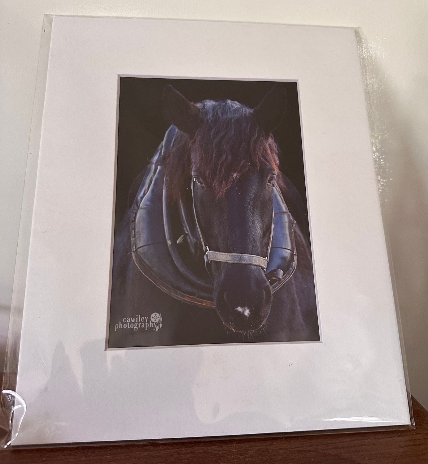 Mario the legend with collar print 8x10