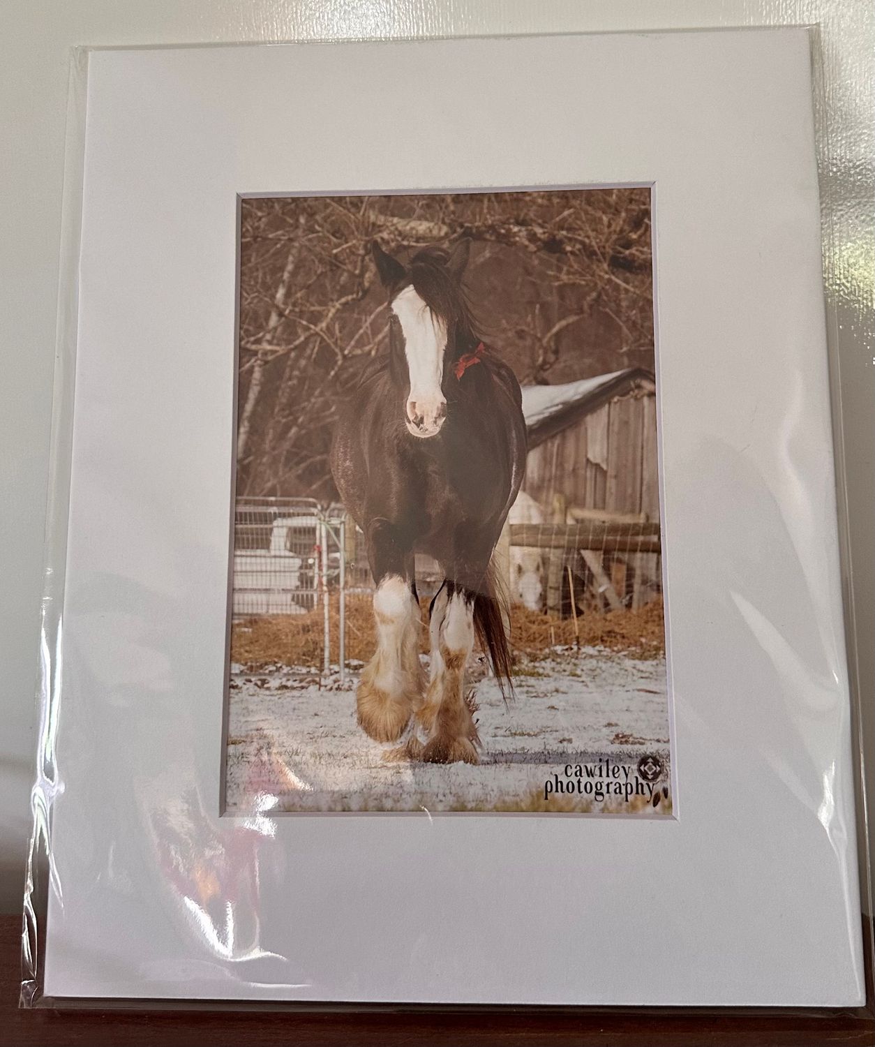 Star with red ribbon 4x6 print