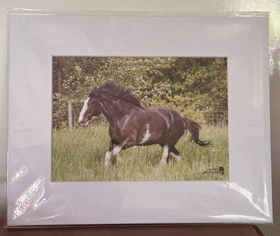 Star showing her beauty and grace 4x6 print