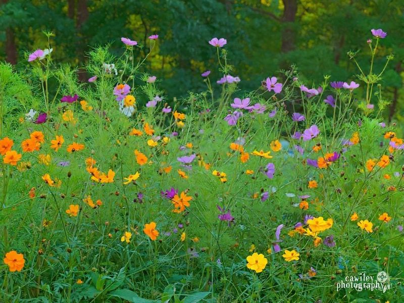 Wildflowers