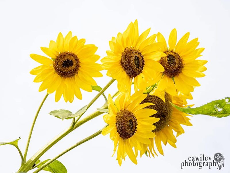 Sunflower 4