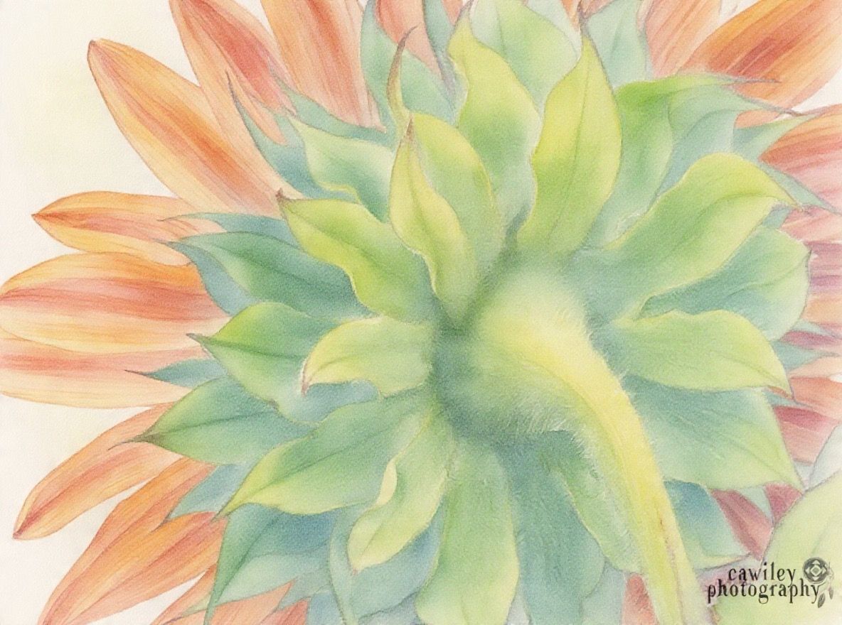 Sunflower 12