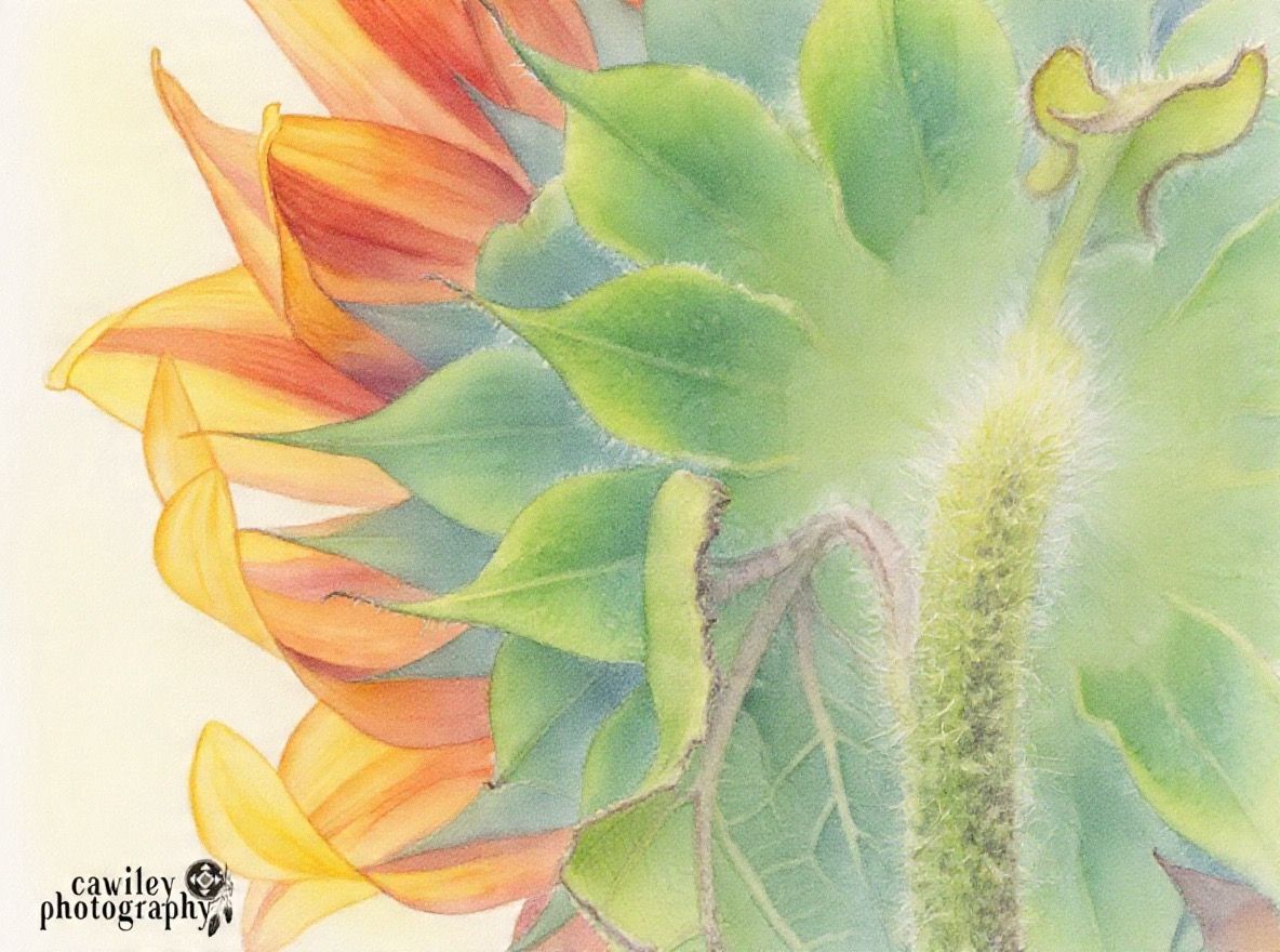Sunflower 13