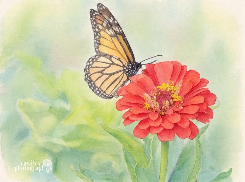 Monarch 1