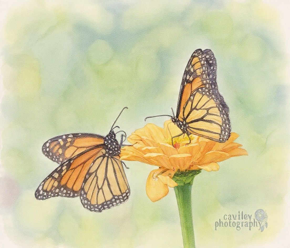 Monarch 3