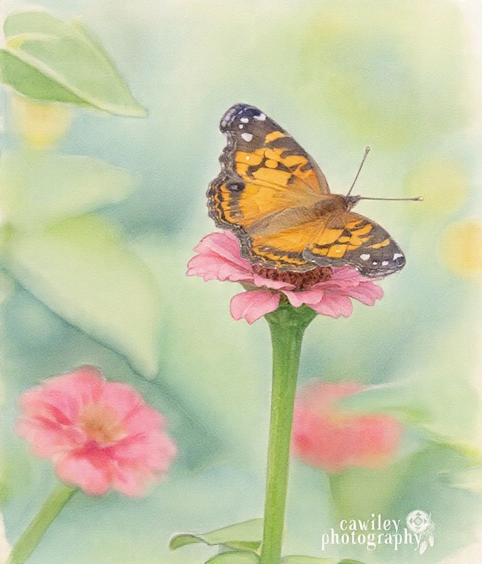 Monarch 4