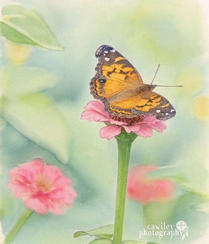 Monarch 4
