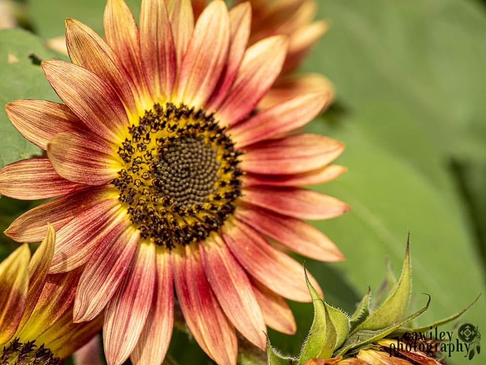 Sunflower 5
