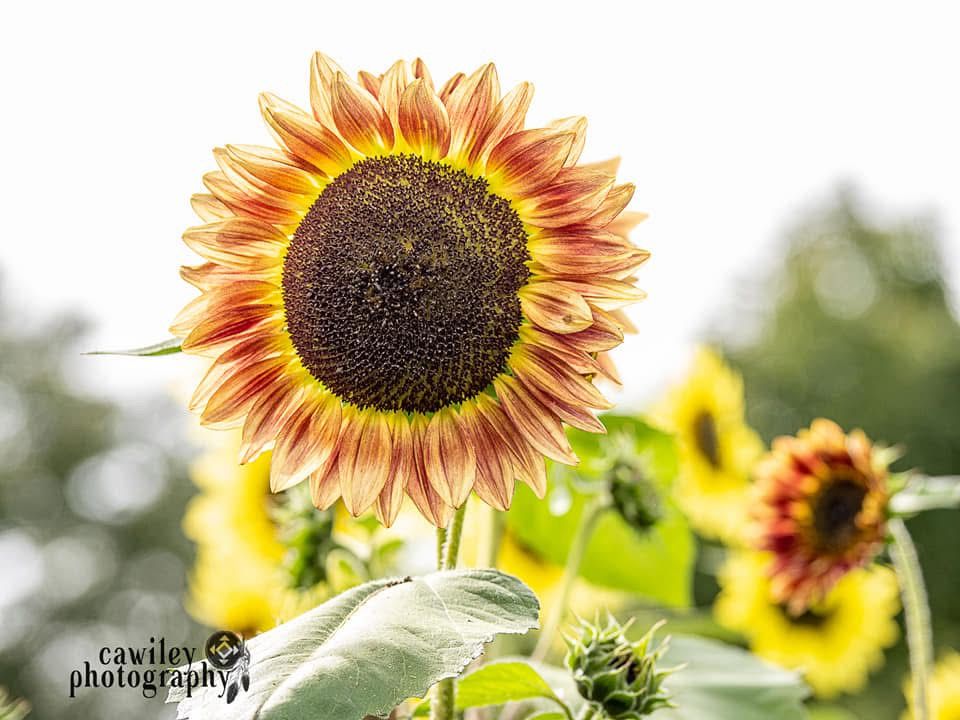 Sunflower 9