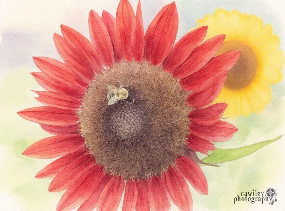 Sunflower 15