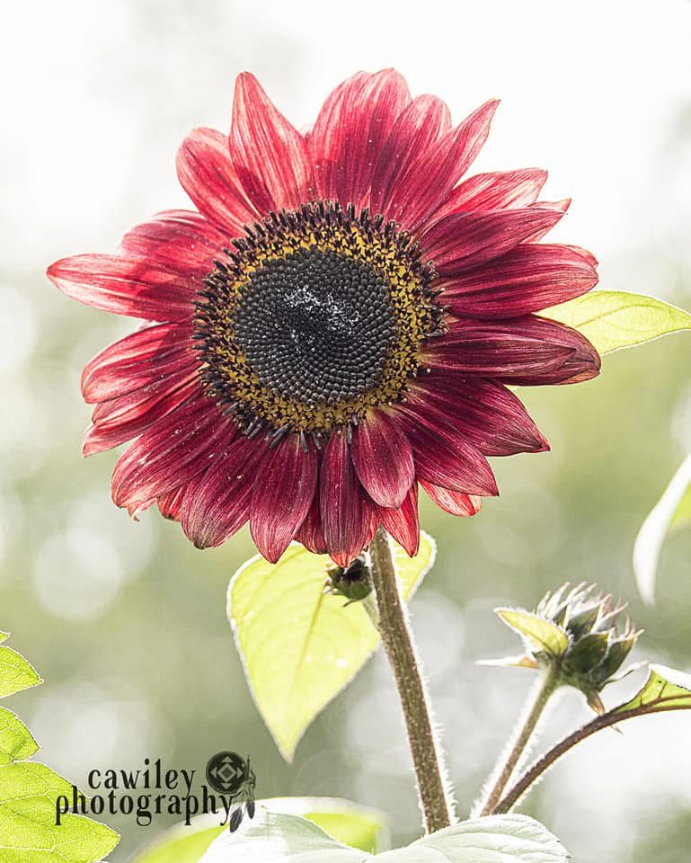Sunflower 2