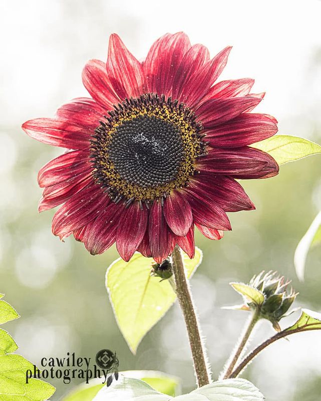 Sunflower 2
