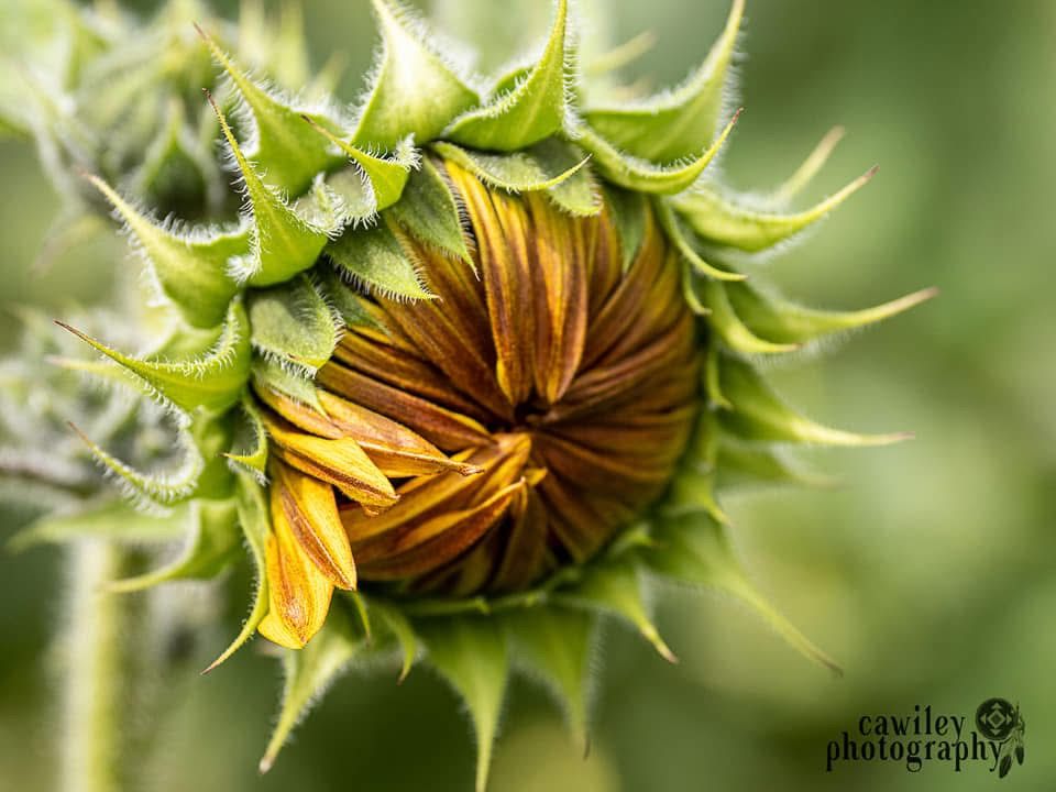 Sunflower 6