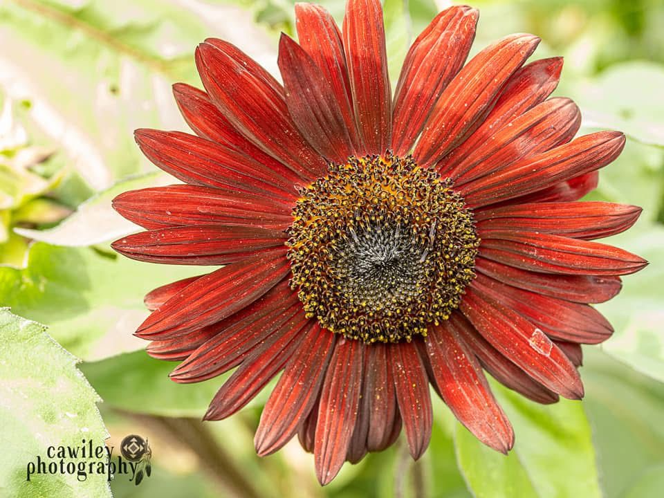 Sunflower 8