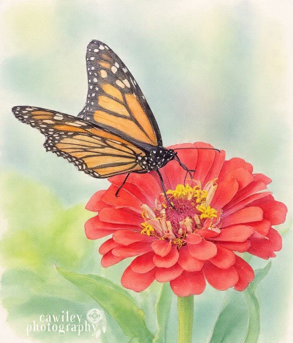 Monarch 2