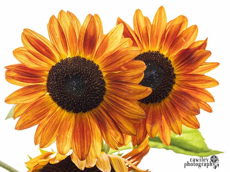 Sunflower 3