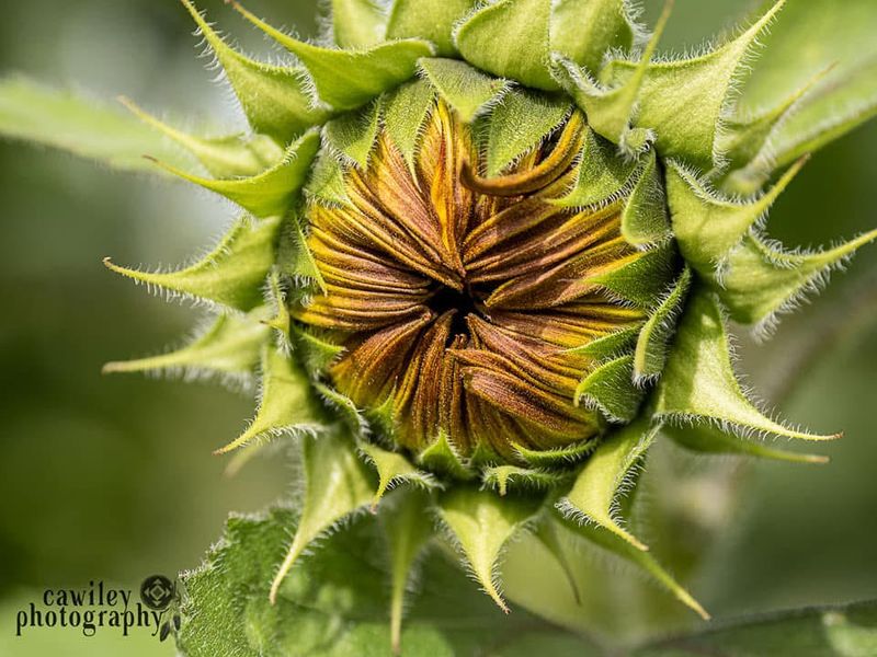 Sunflower 7
