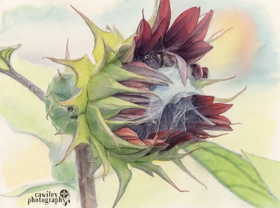Sunflower 11
