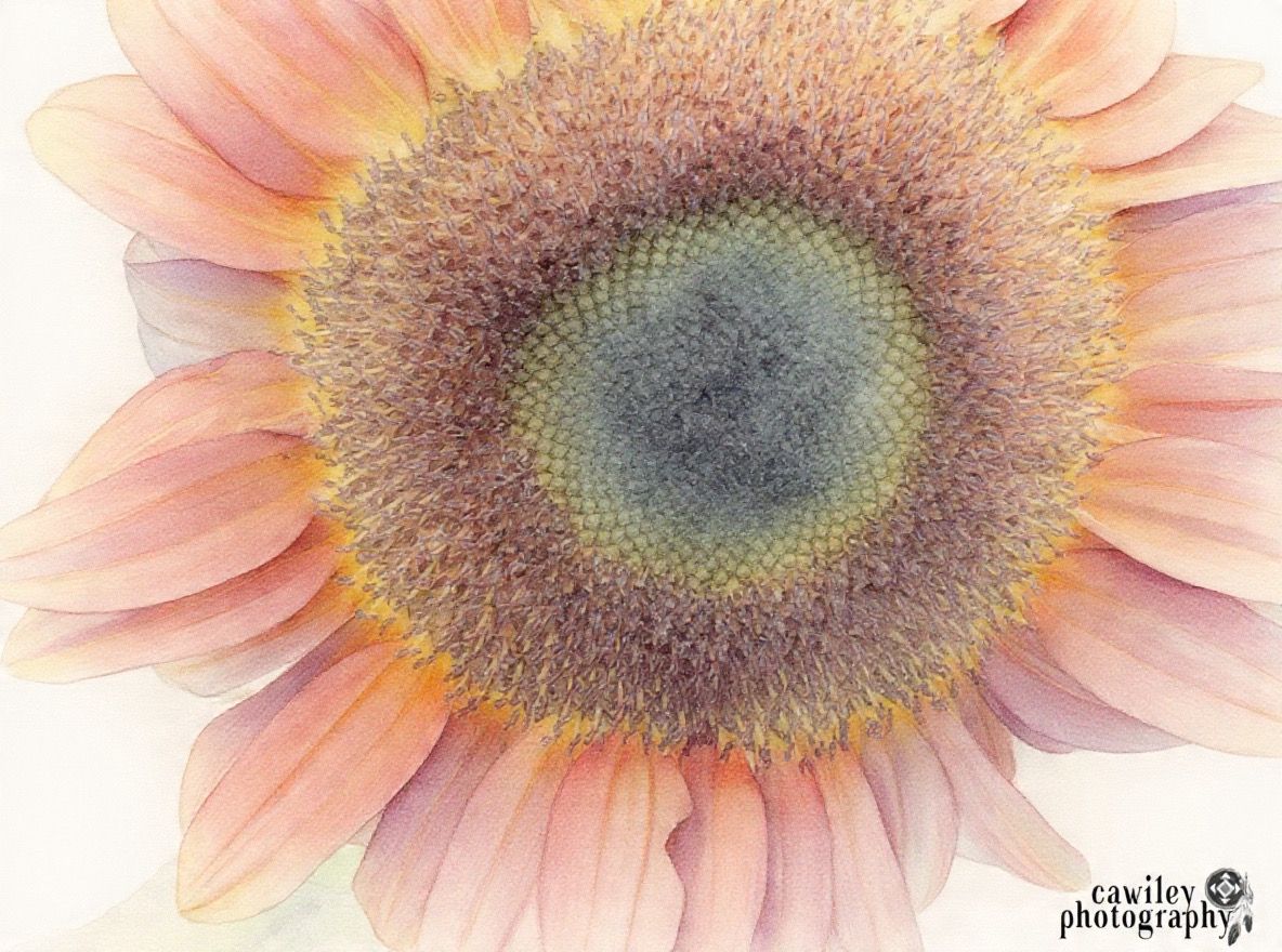 Sunflower 17